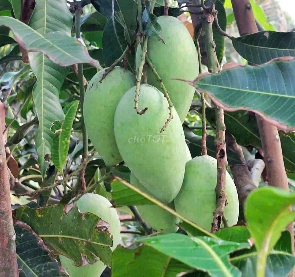 bán nhà vườn 10000m2 MT kênh đường vườn Thơm xã Bình Lợi HBC - Ảnh 3