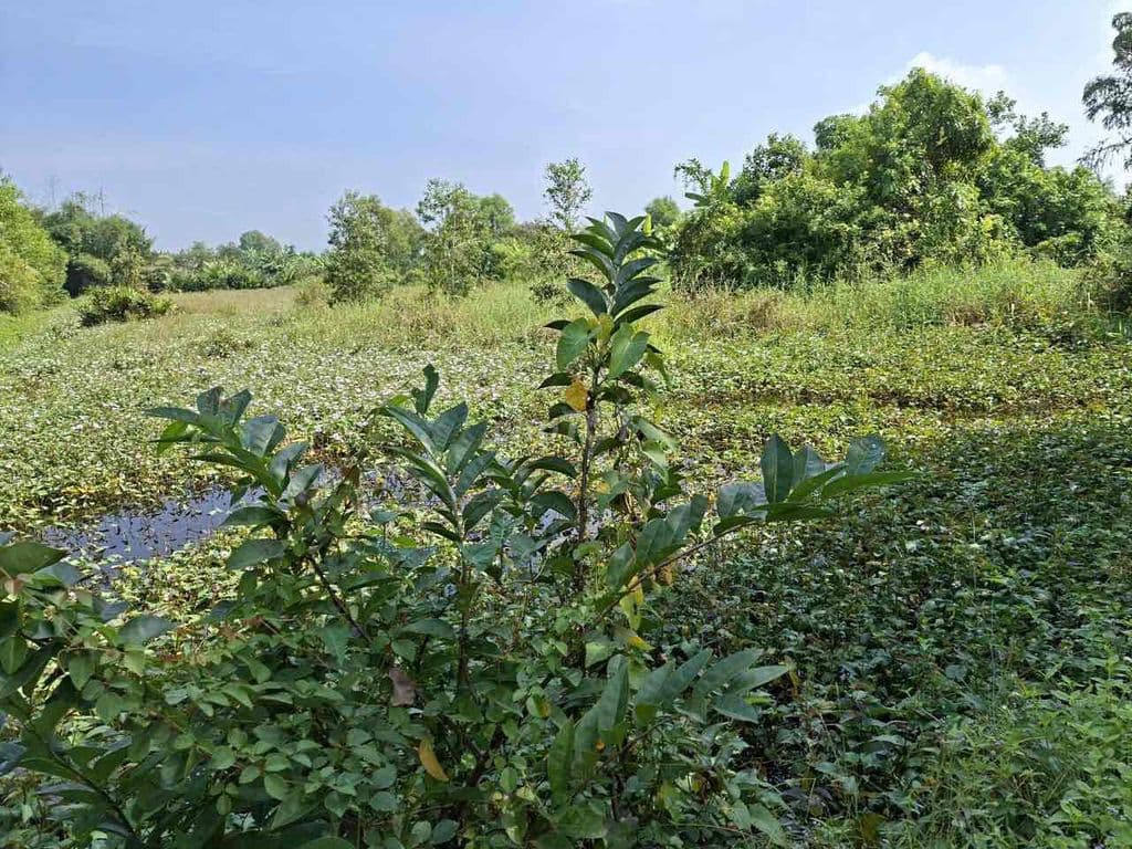 Chủ cần bán 1ha giá rẻ 14ti xã Hưng Long view sông mát mẻ