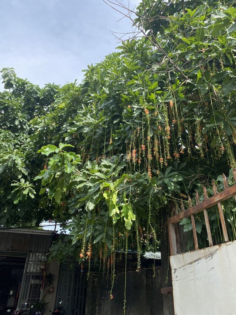 Bán lô đất chính chủ rộng hơn 1000m2 ở TP.HCM, hoặc hợp tác cho thuê - Ảnh 2