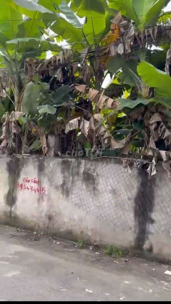 Đất Xây Biệt Thự hoặc tách 2 lô Vip vuông đẹp sạch sẽ.Phú Hữu.Q9 - Ảnh 2