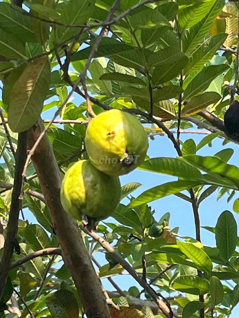 BÁN ĐẤT MẶT TIỀN GẦN DI TÍCH LÁNG LE BÀU CÒ-BÌNH CHÁNH