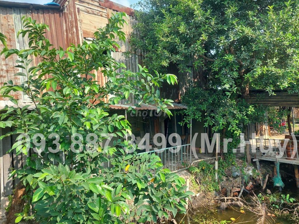 Bán gấp đất CLN 1120m2 - Ảnh 2