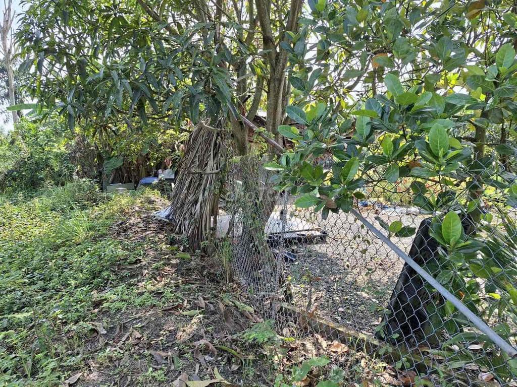 Chủ cần bán 1ha giá rẻ 14ti xã Hưng Long view sông mát mẻ - Ảnh 3