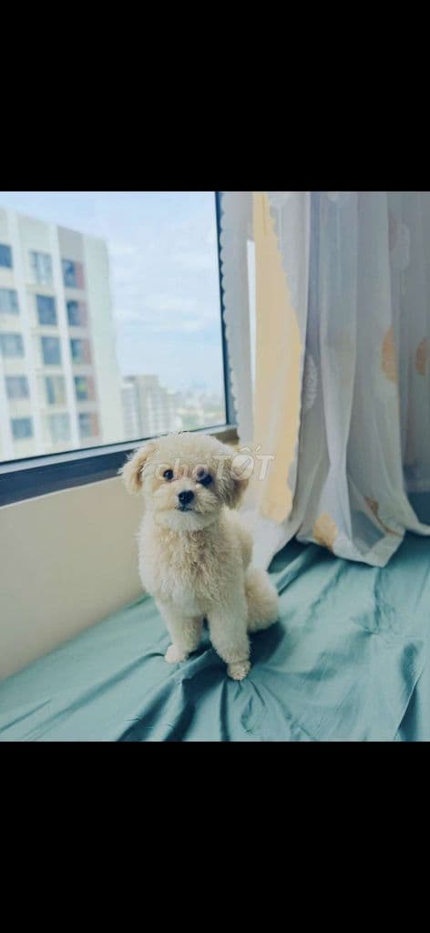 đi xuất ngoại cần bán gấp căn gốc căn hộ đang cho thuê ổn định