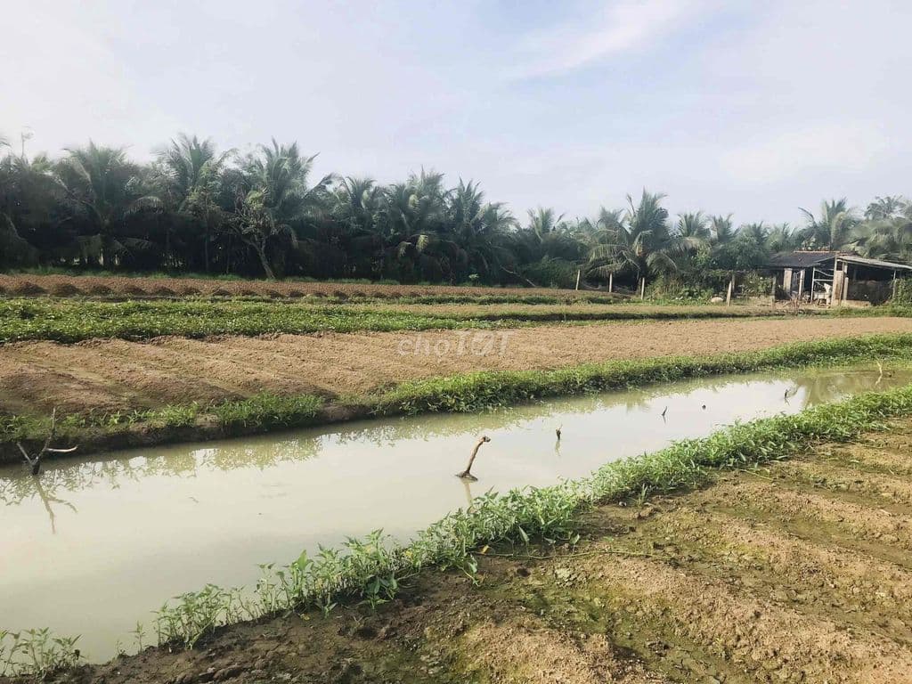BÁN 1000 m2 ĐẤT NÔNG NGHIỆP