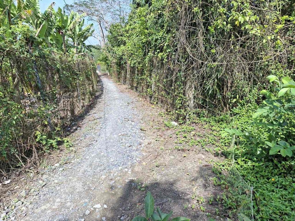 Chủ cần bán 1ha giá rẻ 14ti xã Hưng Long view sông mát mẻ - Ảnh 2