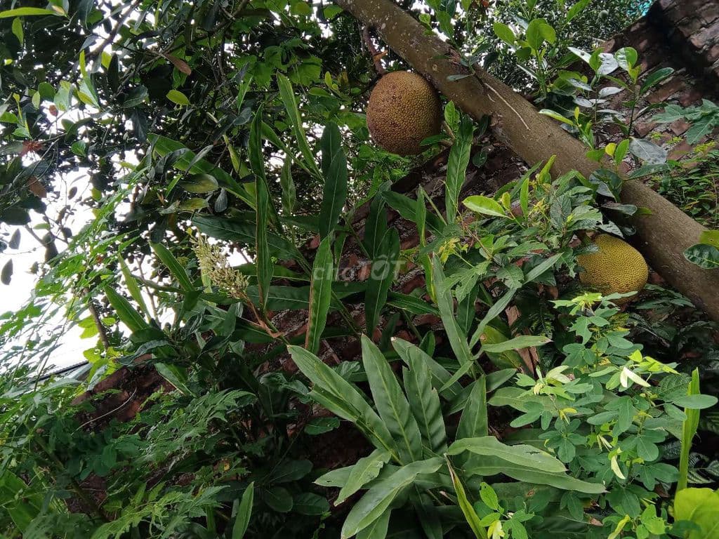 CHO THUÊ ĐẤT LÀM NHÀ KÍNH, VƯỜN ƯƠM, DỰ ÁN GIÁO DỤC - Ảnh 3