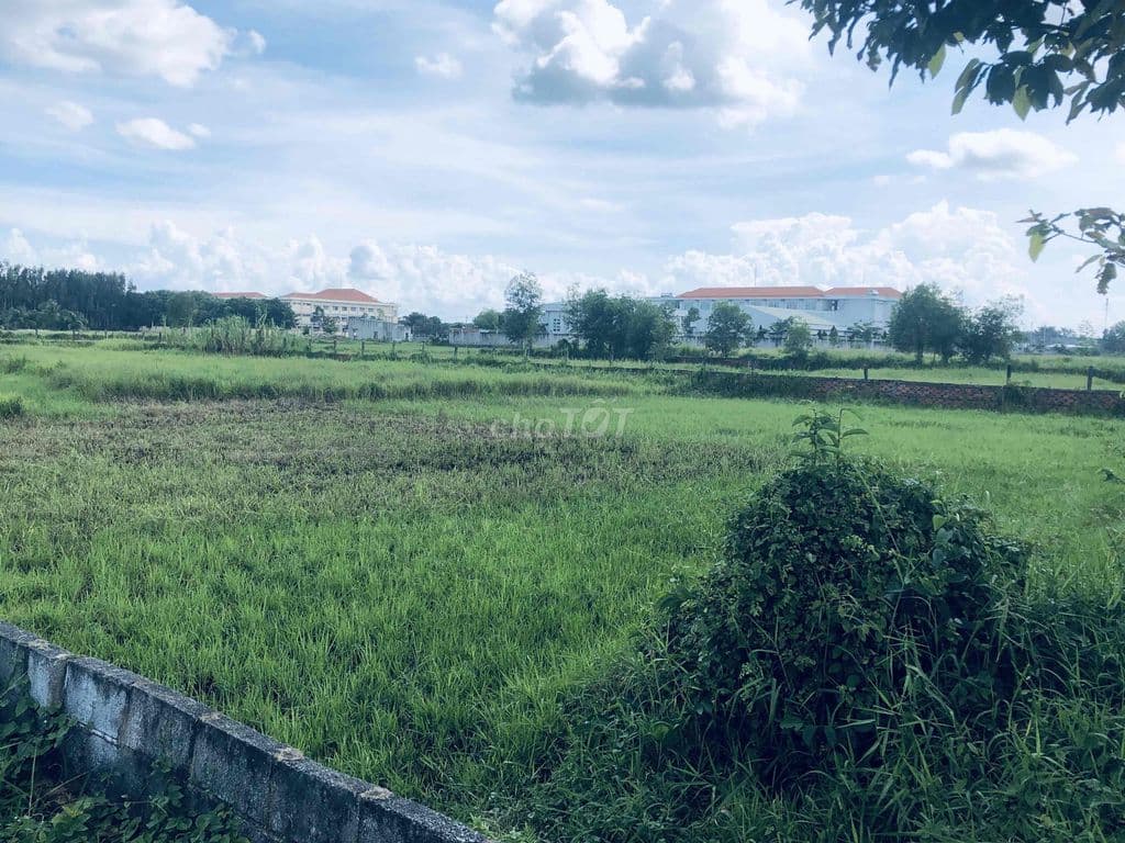 bán 2.000m2 100% thổ cư xã Phước Hiệp Củ Chi - Ảnh 3
