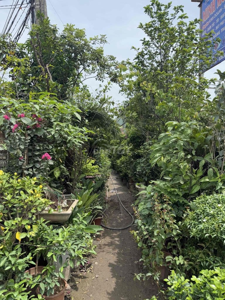 CHÍNH CHỦ- ĐẤT 140m2 MẶT ĐƯỜNG BIÊN GIANG - Ảnh 3