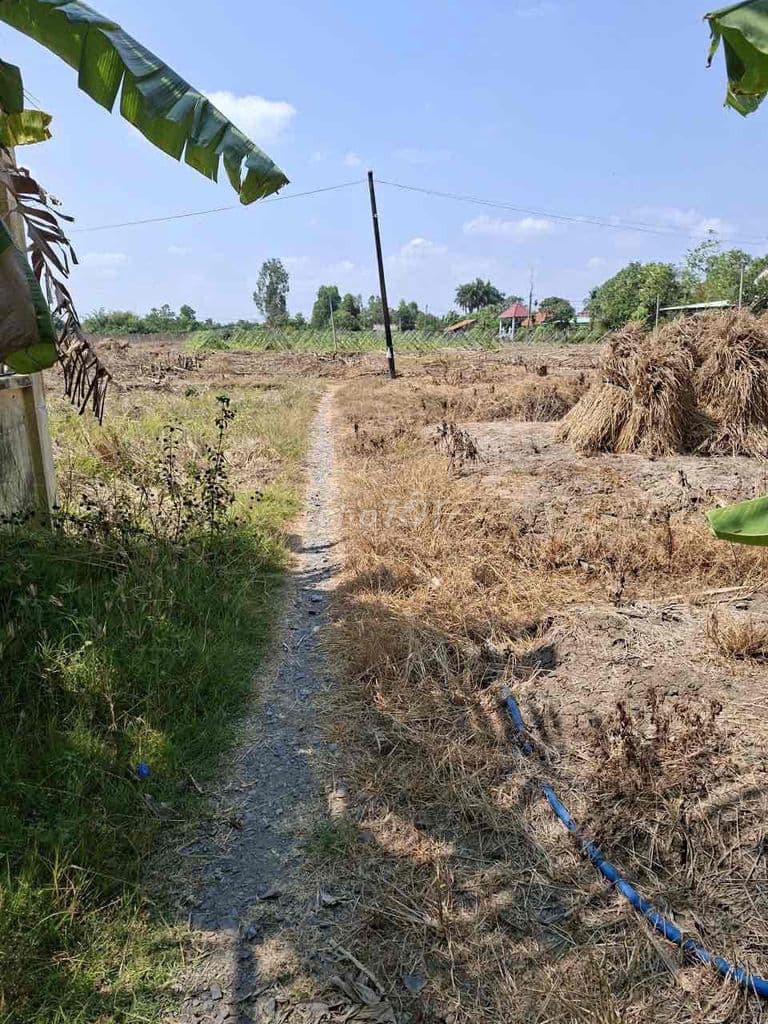 Cần bán 1000m2 giá 1.6ti ngay làng Đại Học Hưng Long - Ảnh 3