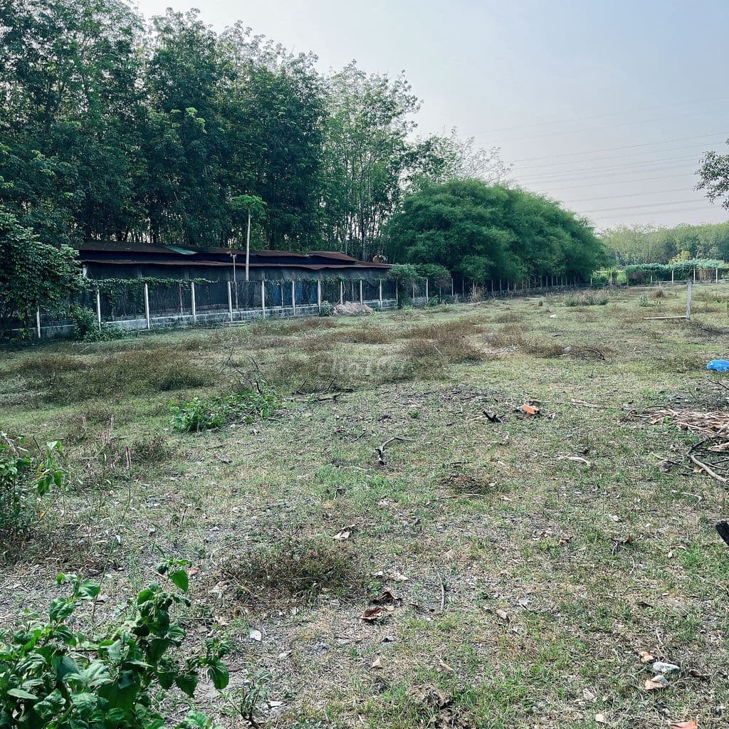 Bán gấp lô đất (gần Nguyễn Thị Nê), dt 2550m2, 500m2 đất ở, 12.5 tỷ TL - Ảnh 2