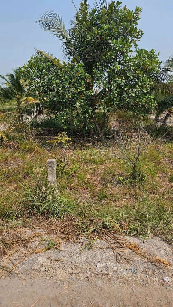 ban đất bình chánh giá rẻ - Ảnh 2