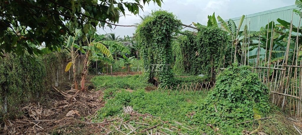 Đất đường xe hơi thông, gần trường Tiểu Học Bình Mỹ, 8,5x25m. - Ảnh 2