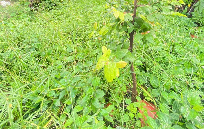 ĐẤTTHỔCƯ Đ HƯƠNGLỘ80B, Phường TTH,Q.12,dt100,9m2(5mx20m).Hẻm8m,💰6,1Tỷ