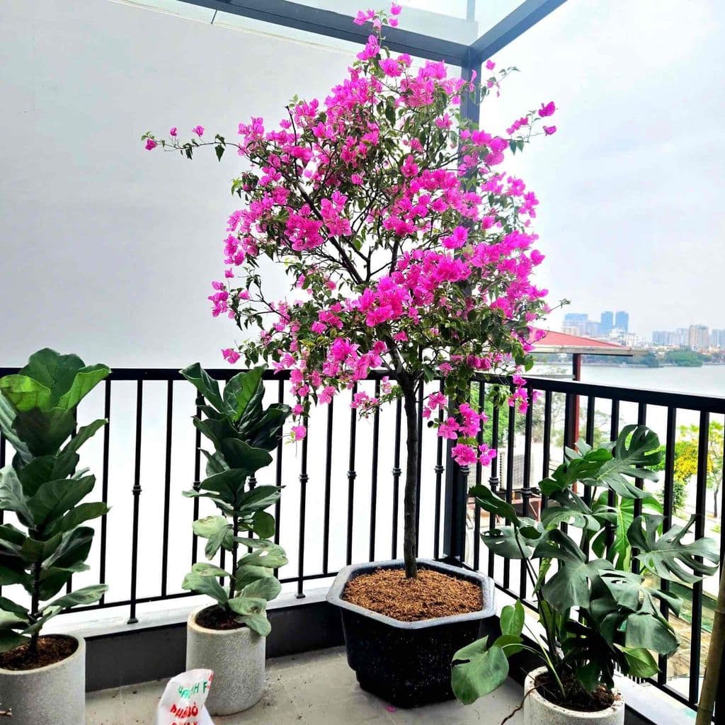 Bán nhà phố Thuỵ Khuê, view Hồ Tây, 30m2, 7 tầng thang máy, giá 12 tỷ