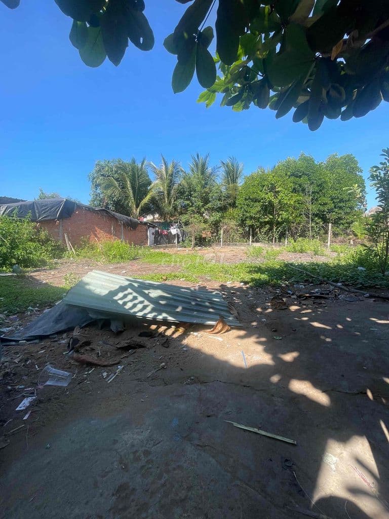 Bán lô nhà vườn An nghĩa, bình khánh 202m2 với chiều ngang 13m - Ảnh 3