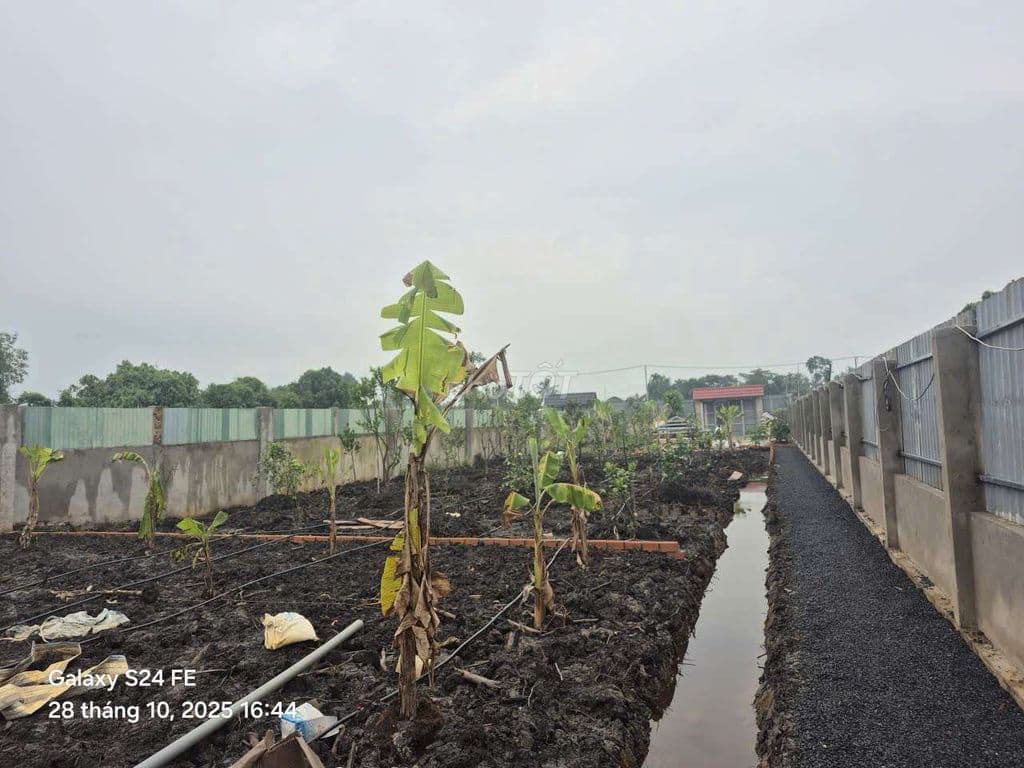 vườn 2 mặt tiền 1000m2 mặt tiền đường 174 và rạch Cây Điệp giá rẻ - Ảnh 2