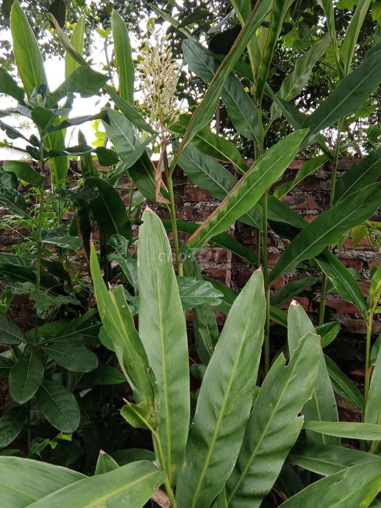 CHO THUÊ ĐẤT LÀM NHÀ KÍNH, VƯỜN ƯƠM, DỰ ÁN GIÁO DỤC - Ảnh 2