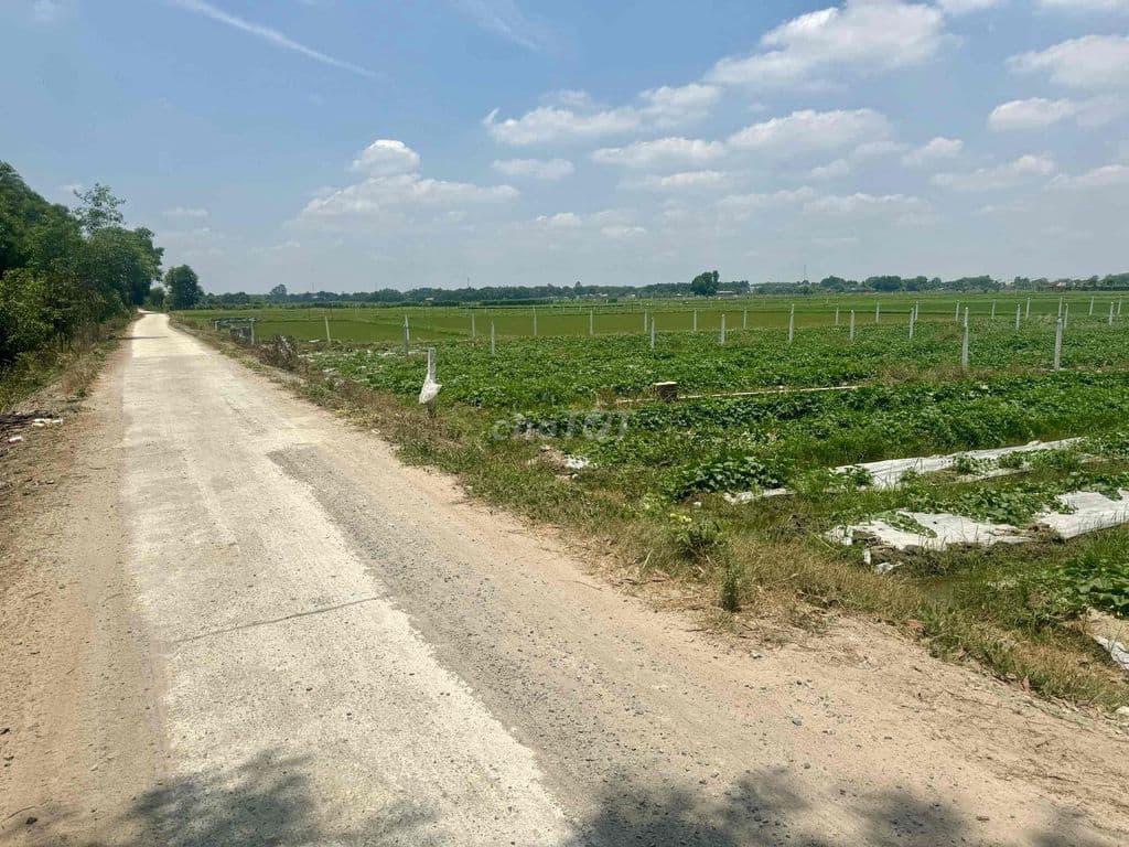 Chủ ngộp cần bán lô đất vườn 1330m2 mặt tiền kênh Đức Lập thoáng mát - Ảnh 2