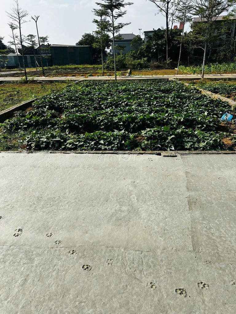 ĐẤT ĐẸP 100M - FULL THỔ - SẴN SỔ - NGAY GIÁP NHÀ MÁY IN TIỀN