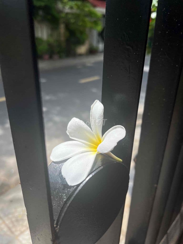 Bán nhà đẹp trung tâm quận 3 chính chủ - Ảnh 3