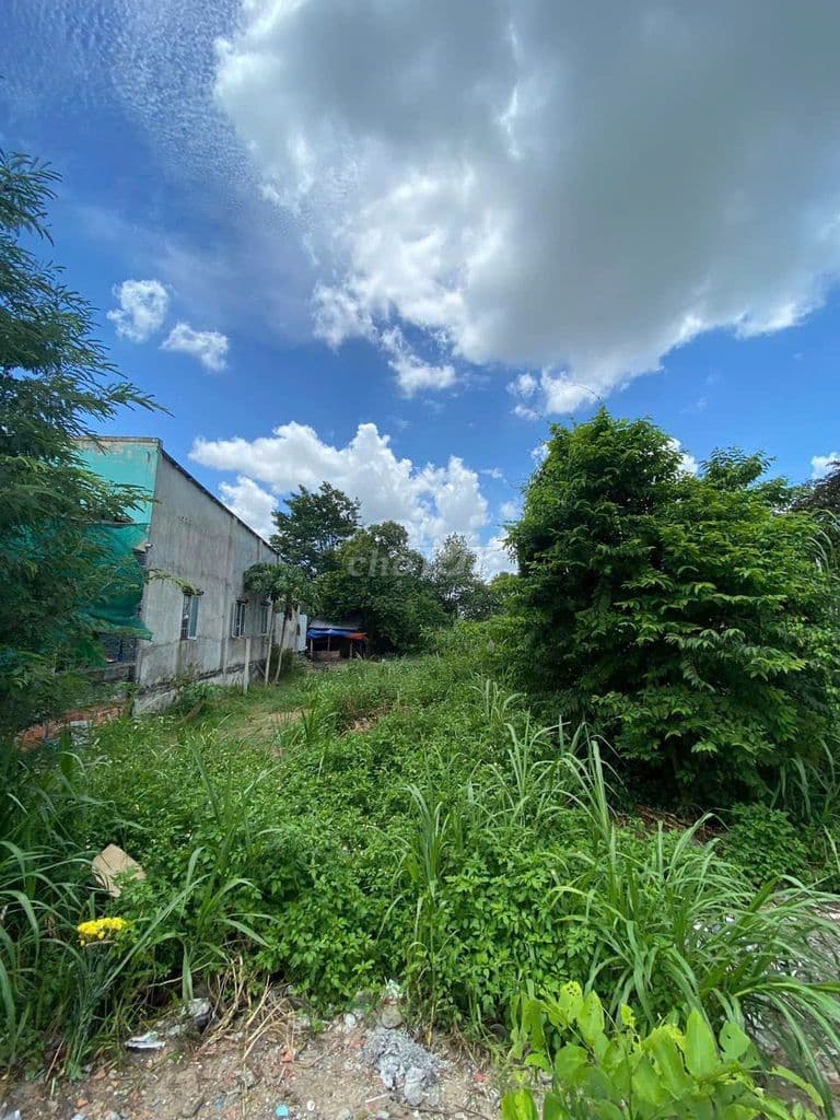 CẦN BÁN GẤP ĐẤT CỦ CHI XÃ TÂN THÔNG HỘI 250,8m2 THỔ CƯ - Ảnh 2