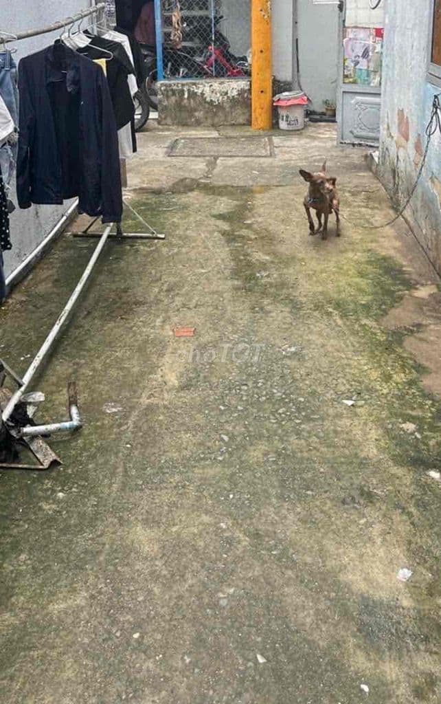 🏡 Nhà SHR HT45 – Ngay Nhà Máy Bia Tiger – Tiện về Gò Vấp ✅ DT: 4x12m - Ảnh 2