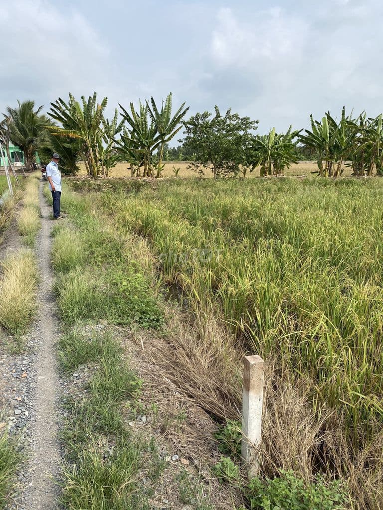 BÁN 2.000m² ĐẤT VƯỜN – LÔ 2 KÊNH A, BÌNH LỢI (LÊ MINH XUÂN CŨ)