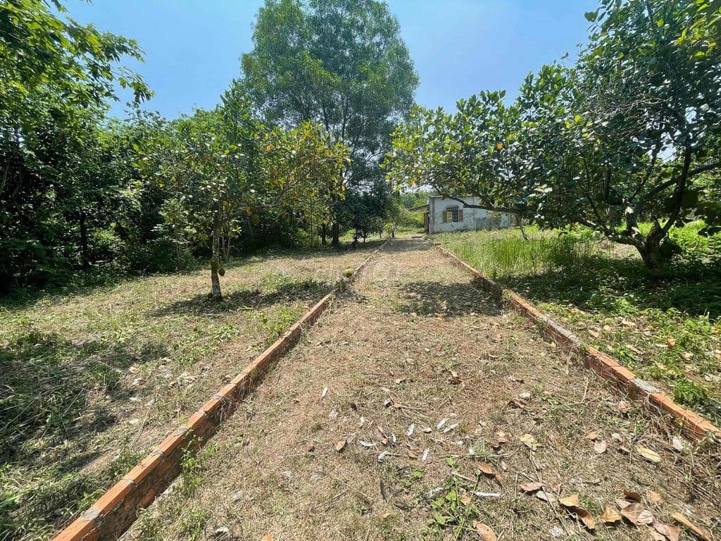 BÁN ĐẤT NÔNG NGHIỆP CỦ CHI XÃ AN NHƠN TÂY - Ảnh 3