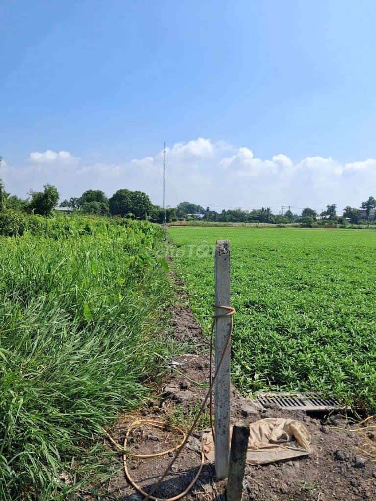 1 TRIỆU/1M2 ĐẤT CỦ CHI- NƠI NÀO RẺ HƠN? - Ảnh 3