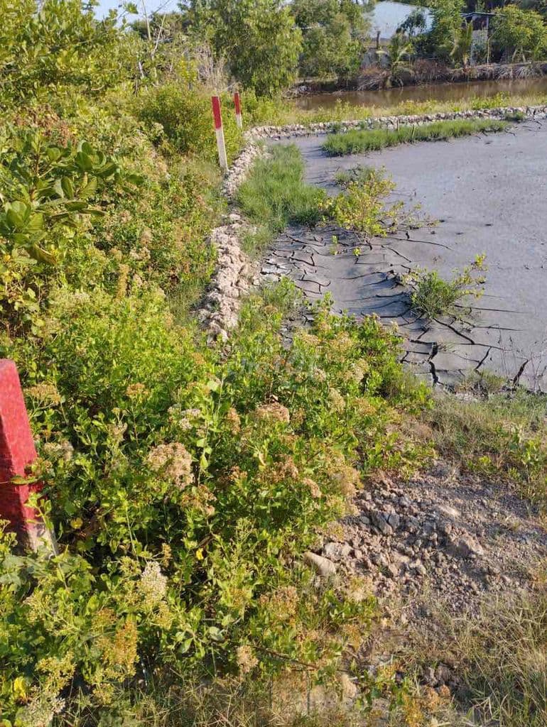 BỎ PHỐ VỀ CẦN GIỜ - SỞ HỮU NGAY 1000M² KHÔNG GIAN SỐNG XANH - Ảnh 3