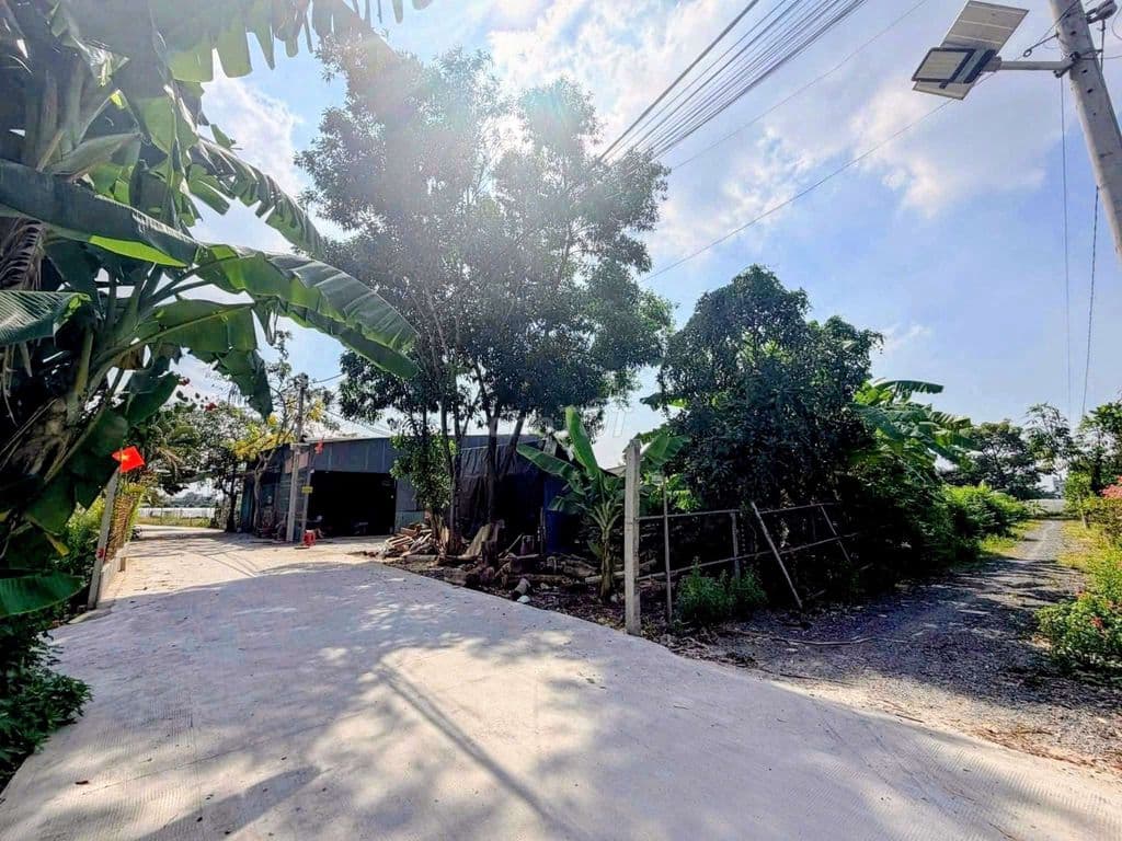 Đất thổ cư 2/đường số 86-Tân Phú Trung-Củ Chi.Dt 15,5x64~987m2~5,5ty