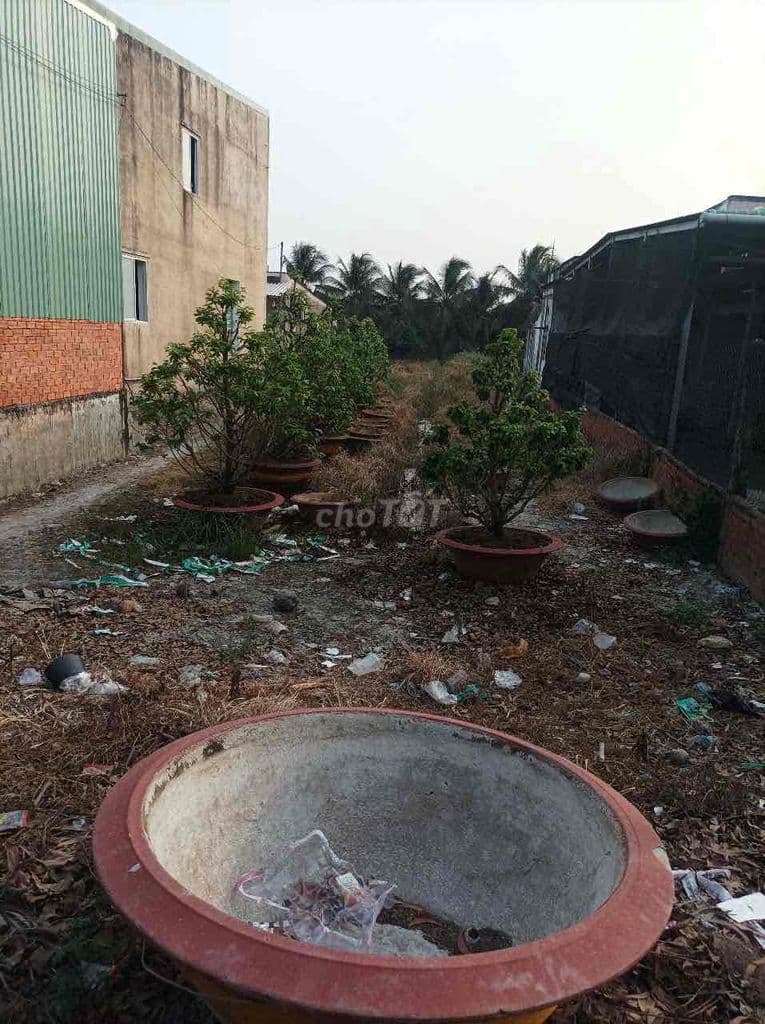 Bán đất thỗ 484m2 xã Bình Lợi Bình Chánh - Ảnh 2