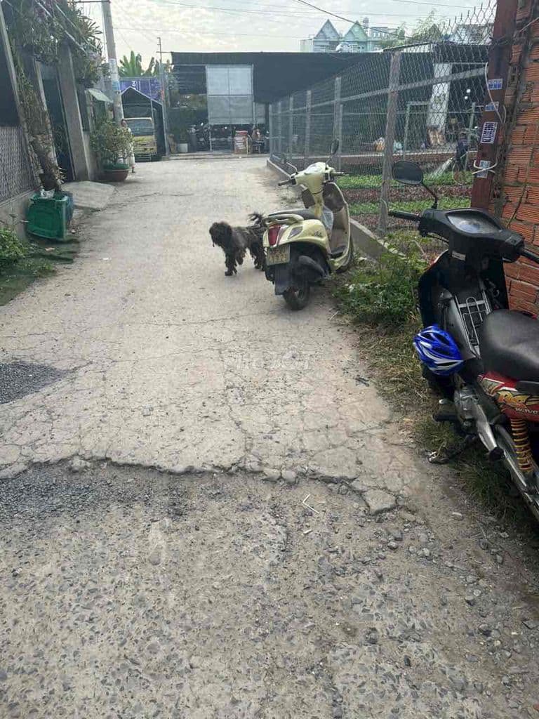 Đất bán gần UBP TT Hiệp Q12