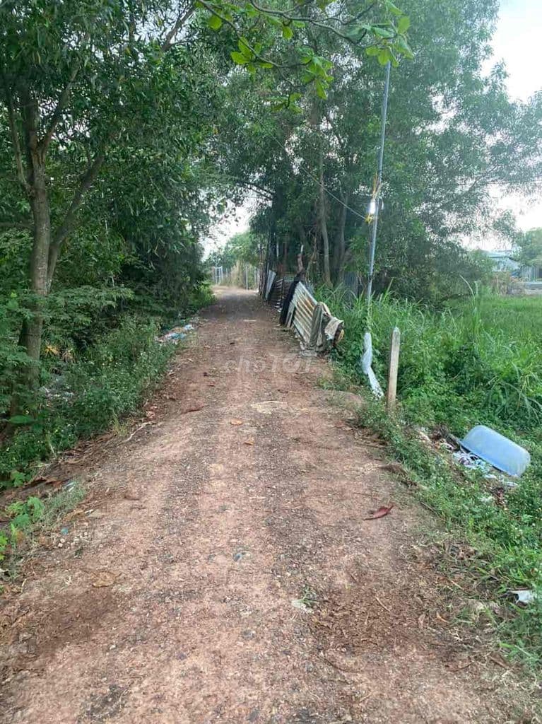 🌿 BÁN ĐẤT CÂY LÂU NĂM GIÁ TỐT ĐÔNG THẠNH, HÓC MÔN - Ảnh 2
