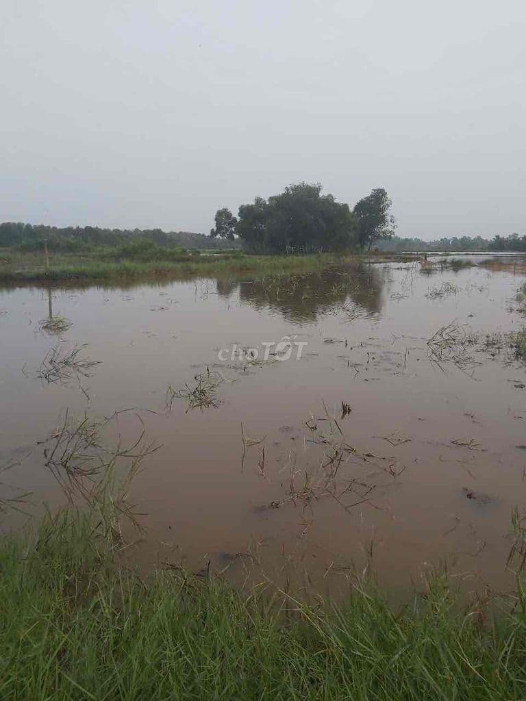 Bán đất nguyên lô giá tốt tại Hóc Môn – Không bán lẻ, cơ hội đầu tư hi