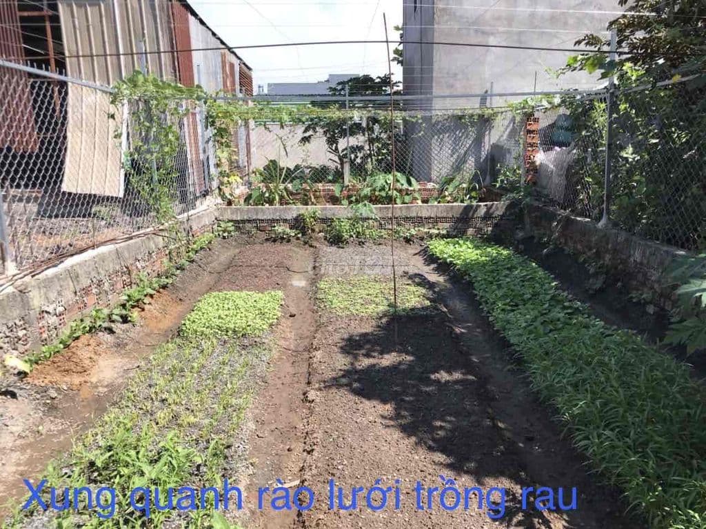 CẦN BÁN GẤP LÔ ĐẤT ĐẸP QUẬN 12 - SỔ RIÊNG CHÍNH CHỦ - Ảnh 2