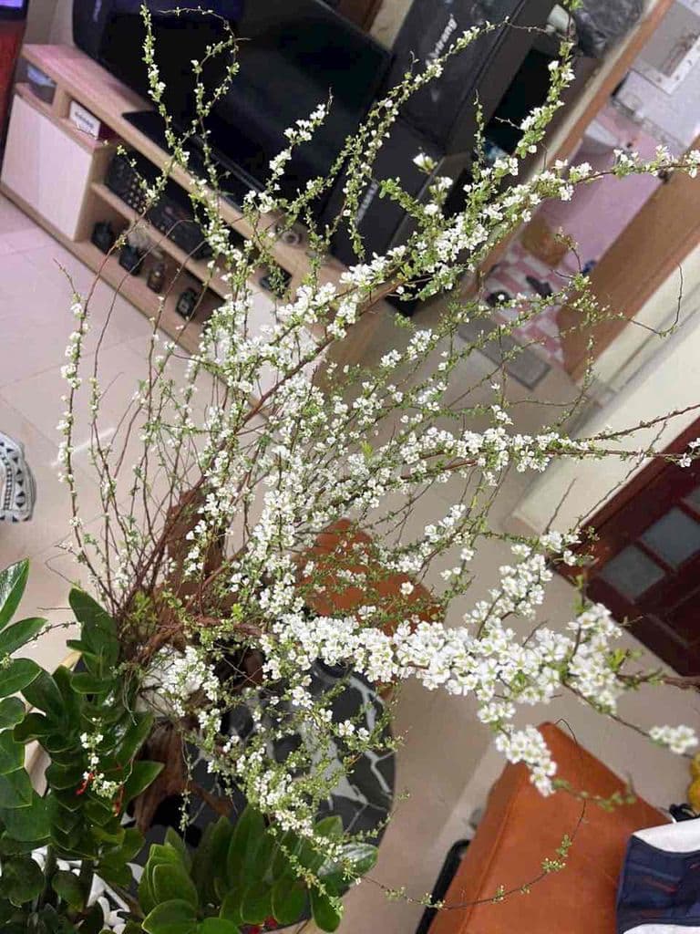 BÁN ĐẤT FUN THÔ AN THỚI ĐÔNG 1ty8 KÍN DÂN Ở - Ảnh 3