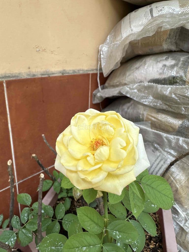 30m2 -2PN khu Tô Ngọc Vân- Phạm Văn đồng chỉ hơn 2 t.ỉ 🌾Hẻm thông, - Ảnh 3