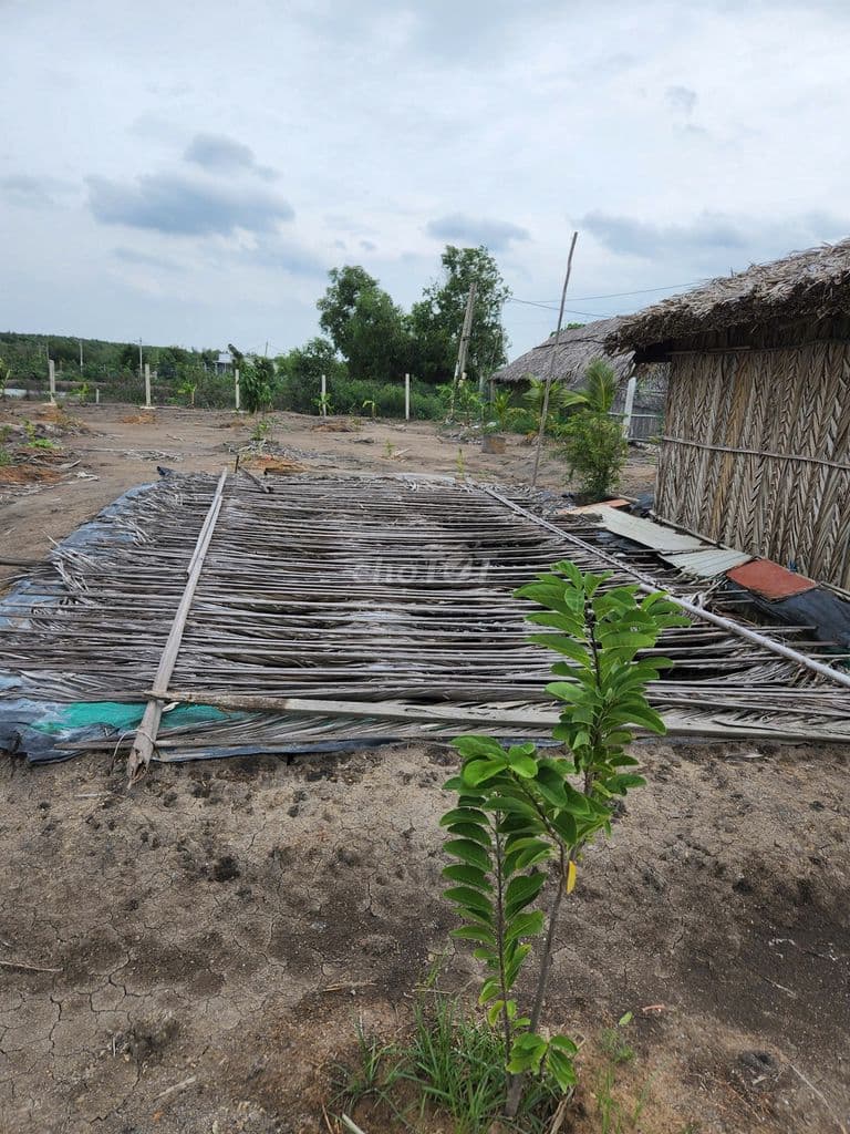 Đất trồng cây, khu vực dân cư đường số 3, An Thới Đông - Ảnh 3