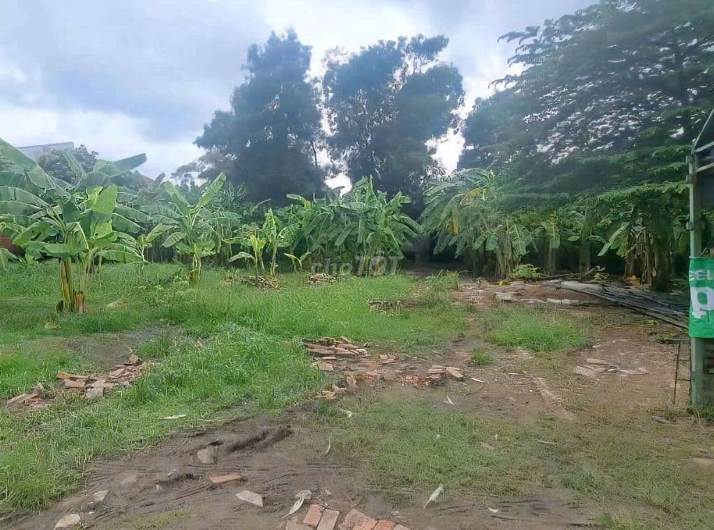 Bán nhà đất 587m2 full OTD. Tân vĩnh Lộc .Bình Chánh - Ảnh 2
