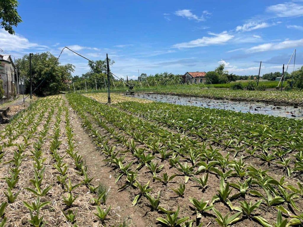 Bán đất phù hợp làm nhà vườn 2300m có 600m thổ cư. - Ảnh 2