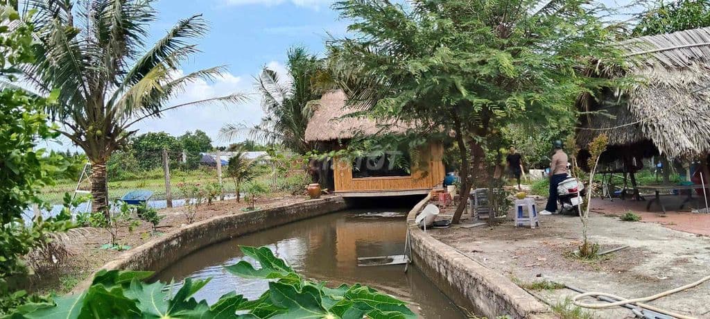 nhà vườn xã bình mỹ huyện củ chi dt: 1192,5m2 - Ảnh 2