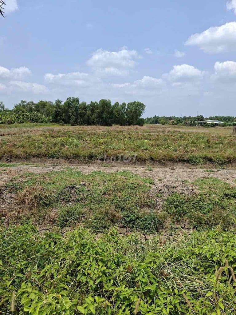 Bán đất xã Hưng Long ngay Làng Đại Học 6000m2 giá 2tr/m2 - Ảnh 3