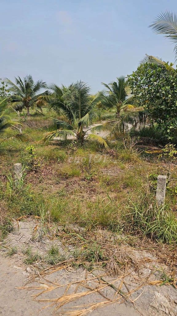 ban đất bình chánh giá rẻ - Ảnh 3