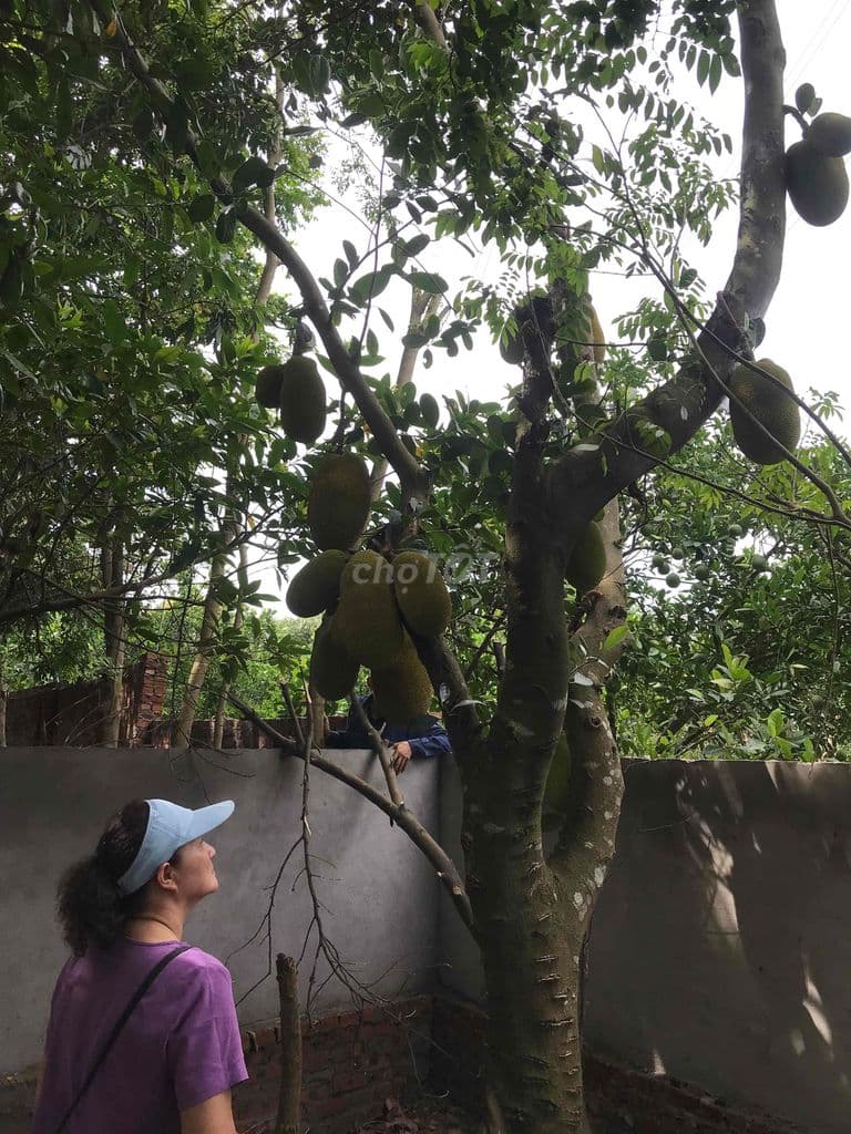 Chính chủ - Bán nhà tại Hoài Đức - Ảnh 2