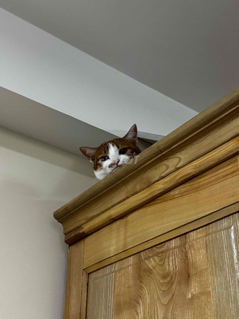 ❌Nhà bán Bình Thạnh, Phường 24 cũ - Ảnh 3