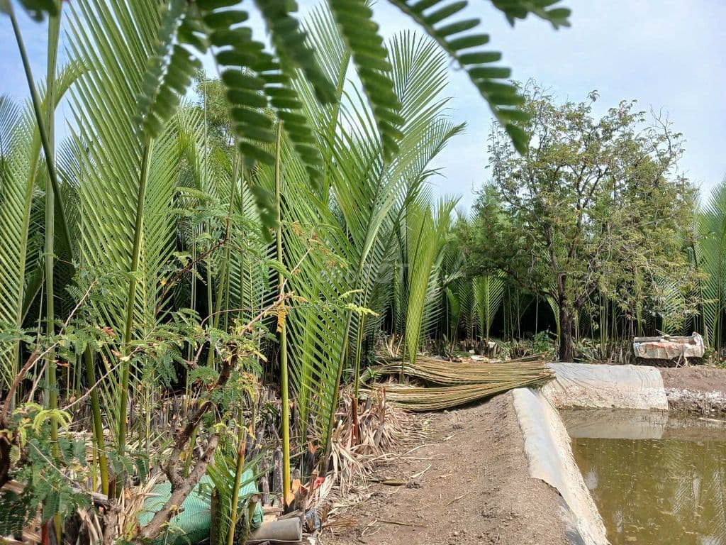 KẸT TIỀN BÁN ĐẤT XÃ BÌNH KHÁNH, HUYỆN CẦN GIỜ, TPHCM 5,8 TỶ - Ảnh 3