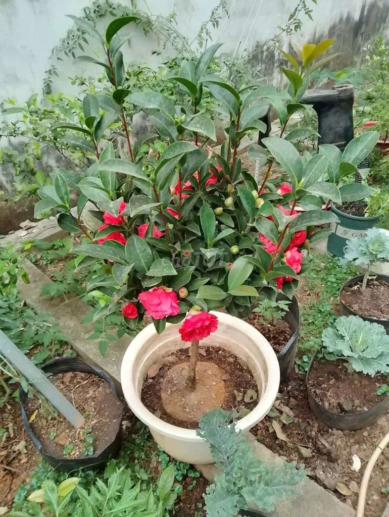 Bán đất 60 D3, Tăng Nhơn Phú, 105m2, chính chủ - Ảnh 3