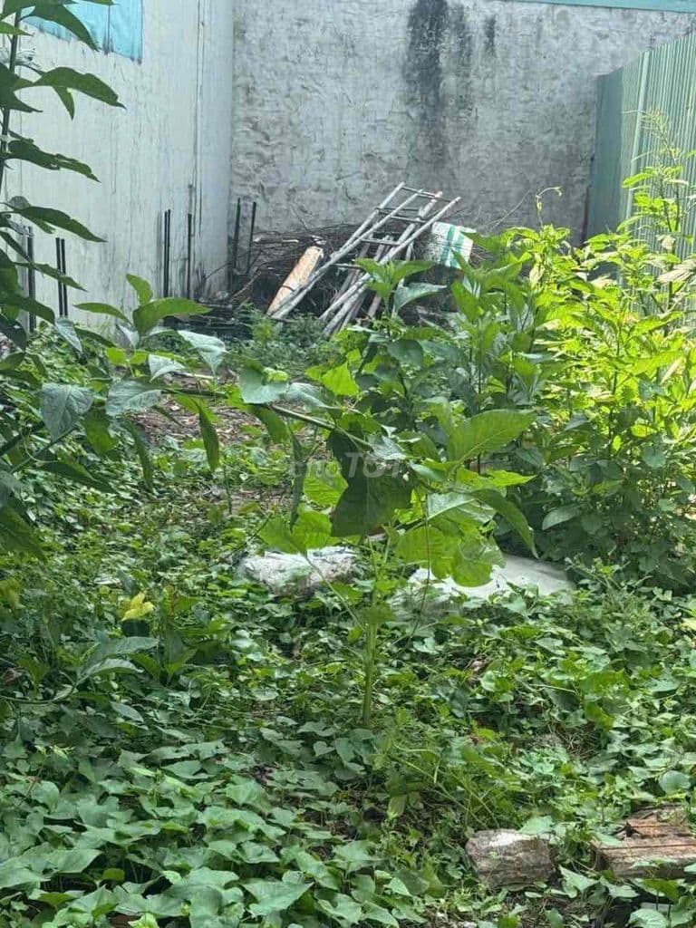 🏡 Bán Đất Sổ Hồng Riêng – 3,5x17 – Đường 4m – Xây Dựng Tự Do - Ảnh 3